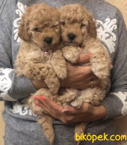 Kısa Burun Bebek Yüzlü Toy Poodle Yavrularımız 2