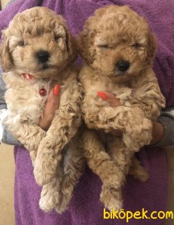 Kısa Burun Bebek Yüzlü Toy Poodle Yavrularımız 1