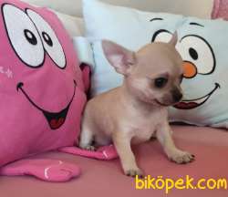 Kısa Tüylü Mini Erkek Chihuahua Yavrusu. 1