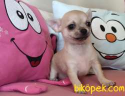 Kısa Tüylü Mini Erkek Chihuahua Yavrusu. 3