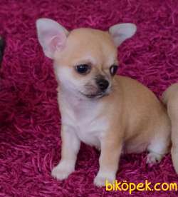 Kısa Tüylü Mini Erkek Chihuahua Yavrusu. 2
