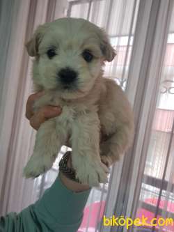 Kıvır Kıvır Kürklü Maltipoo Bebekler 3