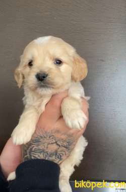Kıvır Kıvır Kürklü Maltipoo Bebekler 1