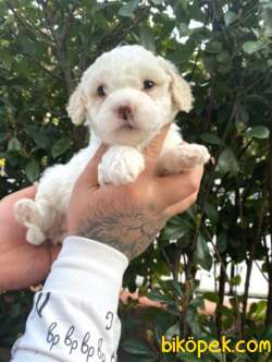 Kıvır Kıvır Kürklü Maltipoo Bebekler 5
