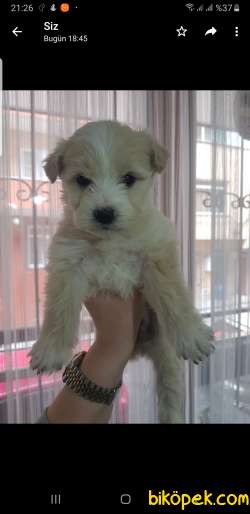 Kıvır Kıvır Kürklü Maltipoo Bebekler 4