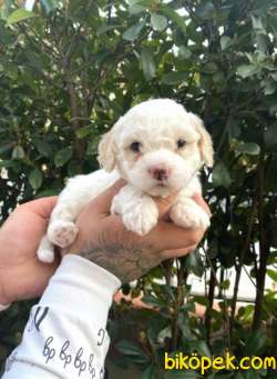 Kıvır Kıvır Kürklü Maltipoo Bebekler 2