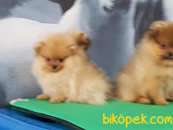 POMERANİAN BOO YAVRULARI İLETİŞİM İÇİN LÜTFEN ARAYIN 4
