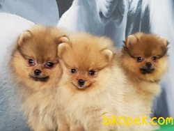 POMERANİAN BOO YAVRULARI İLETİŞİM İÇİN LÜTFEN ARAYIN 1