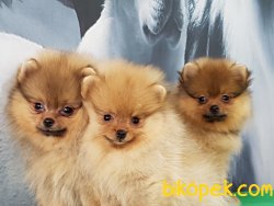 POMERANİAN BOO YAVRULARI İLETİŞİM İÇİN LÜTFEN ARAYIN 5