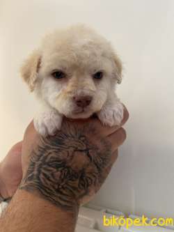 KIVIRCIK MALTİPOO YAVRU 1
