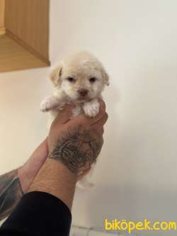 KIVIRCIK MALTİPOO YAVRU 2