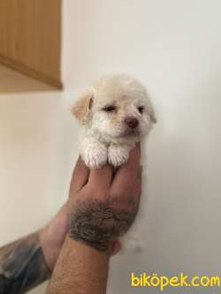 KIVIRCIK MALTİPOO YAVRU 3