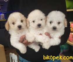 Kıvırcık Tüylere Sahip, 3 Erkek Maltipoo Yavrularımız 1