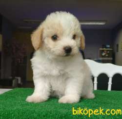 Kıvırcık Tüylere Sahip, 3 Erkek Maltipoo Yavrularımız 2