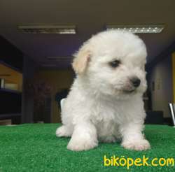 Kıvırcık Tüylere Sahip, 3 Erkek Maltipoo Yavrularımız 4