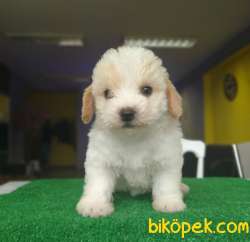 Kıvırcık Tüylere Sahip, 3 Erkek Maltipoo Yavrularımız 3