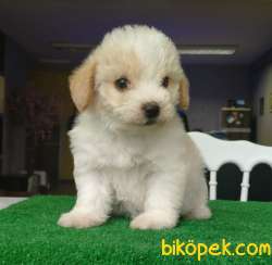 Kıvırcık Tüylere Sahip, 3 Erkek Maltipoo Yavrularımız 5