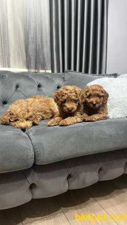 KIVIRCIK TÜYLÜ KENDİ YAVRULARIMIZ ORJİNAL POODLE ERKEK 2