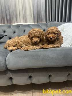 KIVIRCIK TÜYLÜ KENDİ YAVRULARIMIZ ORJİNAL POODLE ERKEK 3