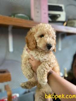 KIVRCIK TÜYLERİ VE IŞILTILI APRİCOT RENGİYLE SAFKAN TOY POODLE 2