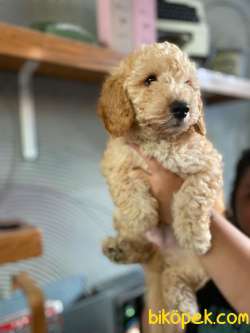 KIVRCIK TÜYLERİ VE IŞILTILI APRİCOT RENGİYLE SAFKAN TOY POODLE 4