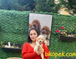 KIVRCIK TÜYLERİ VE IŞILTILI APRİCOT RENGİYLE SAFKAN TOY POODLE 1