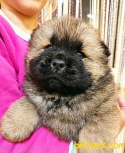KIZIL CHOW CHOW BEBEKLERİMİZ ORJİNAL ASLAN KAFA 3