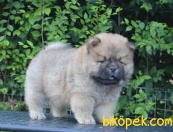 Kızıl Chow Chow Yavrularımız 4