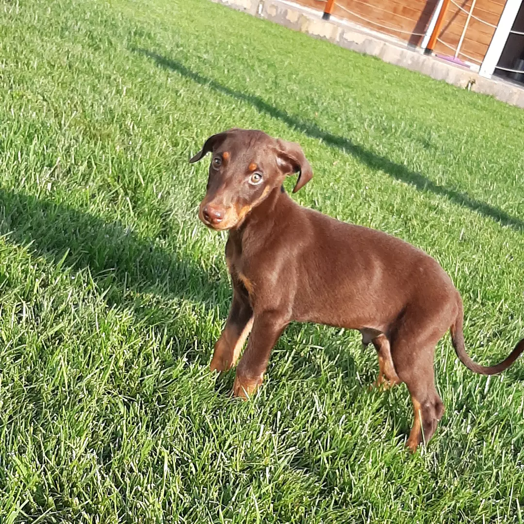 Kızıl Doberman Yavru 1