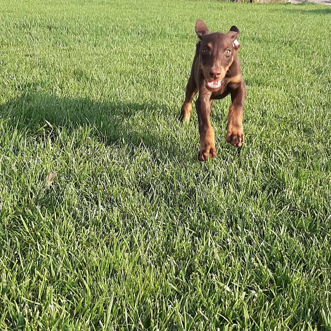 Kızıl Doberman Yavru 2