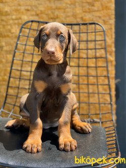 KIZIL DOBERMAN YAVRULARIMIZ 3