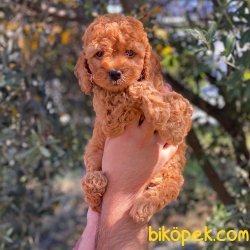 Kızıl Red Toy Poodle Yavrumuz 4