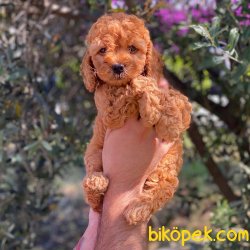 Kızıl Red Toy Poodle Yavrumuz 2