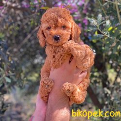 Kızıl Red Toy Poodle Yavrumuz 5