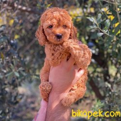 Kızıl Red Toy Poodle Yavrumuz 3