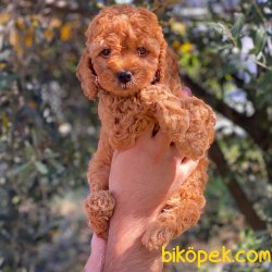 Kızıl Red Toy Poodle Yavrumuz 1