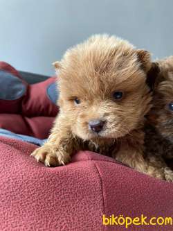 KIZIL VE KREM CHOW CHOW YAVRULARIMIZ 5