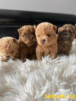 KIZIL VE KREM CHOW CHOW YAVRULARIMIZ 3
