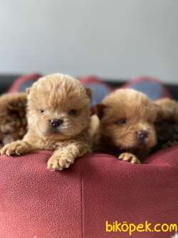KIZIL VE KREM CHOW CHOW YAVRULARIMIZ 1