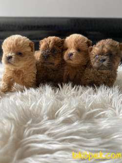 KIZIL VE KREM CHOW CHOW YAVRULARIMIZ 4
