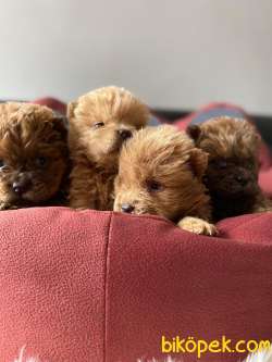 KIZIL VE KREM CHOW CHOW YAVRULARIMIZ 2