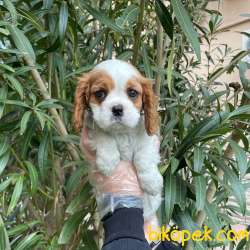 Koca Gözlü Cavalier Yavrular 4