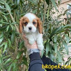 Koca Gözlü Cavalier Yavrular 5