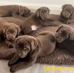 Koca Kafa Cikolata Labrador Yavrularimiz 1