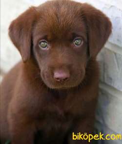Koca Kafa Cikolata Labrador Yavrularimiz 2