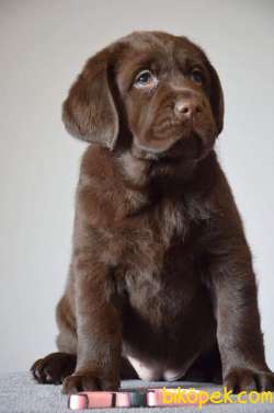 Koca Kafa Cikolata Labrador Yavrularimiz 3