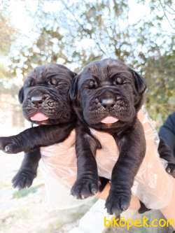 Koca Kafa Küt Burun Cane Corso Yavrular 3