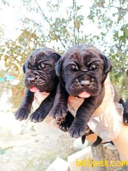 Koca Kafa Küt Burun Cane Corso Yavrular 4