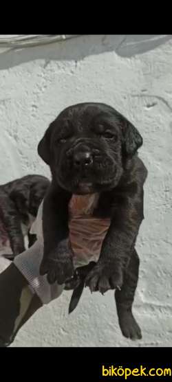 Koca Kafa Küt Burun Cane Corso Yavrular 1