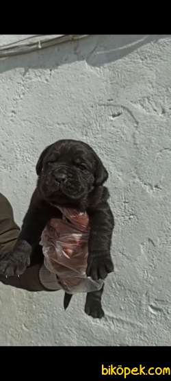 Koca Kafa Küt Burun Cane Corso Yavrular 2